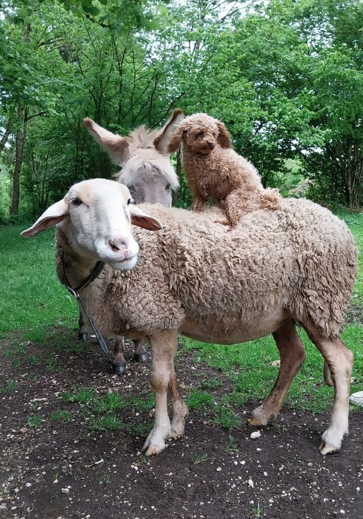 Lady et Milky